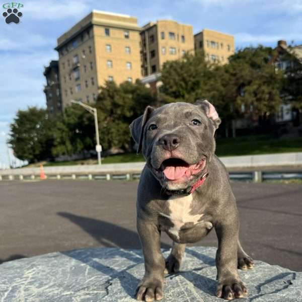 Dominous, American Bully Puppy